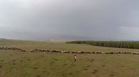 Aerial, flock of sheep with a shepherd Stock Footage 42911998