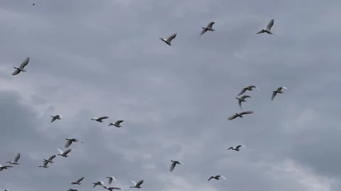 Aerial flock of white egrets flying over clouds Видео 332203554