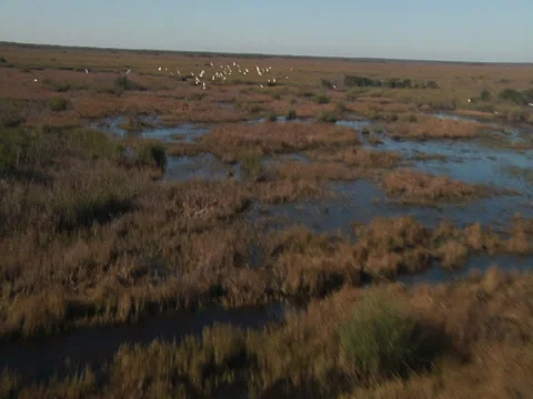 Aerial Florida marshland 02 Stock Footage 32575894