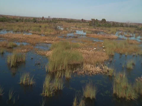 Aerial Florida marshland Stock Footage 32575652
