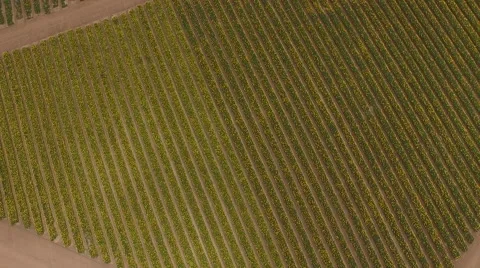 Aerial Flower Farm-Rows Stock Footage 54567735