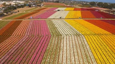 Aerial of Flower fields at Carlsbad Ranch in California Видео 127456993