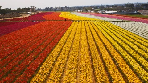 Aerial of Flower fields at Carlsbad Ranch in California Stock-Footage 127457036