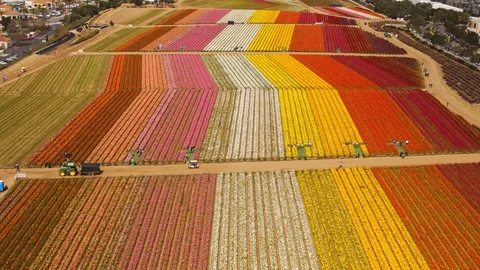 Aerial of Flower fields at Carlsbad Ranch in California Stock Footage 127457146