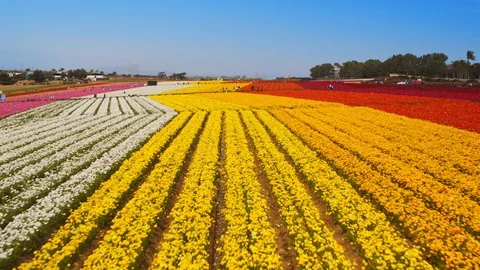Aerial of Flower fields at Carlsbad Ranch in California 库存影片 127457311