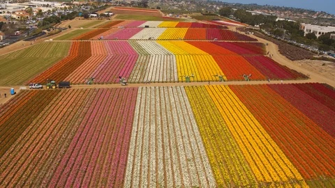 Aerial of Flower fields at Carlsbad Ranch in California 库存影片 127457397