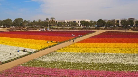 Aerial of Flower fields at Carlsbad Ranch in California Vidéo 127457415