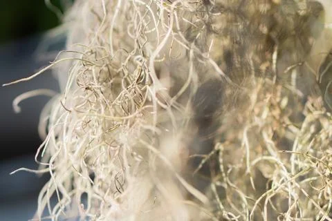 Aerial fluffy macro. Delicate background for a postcard Stock Photos