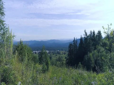Aerial fly above gras in the trees Stock Footage 82744553