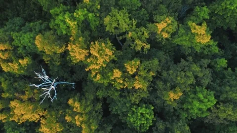 Aerial Fly above trees Stock Footage 82522994