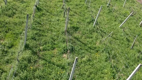 Aerial fly above vineyard concreate pillars Stock Footage 88821791