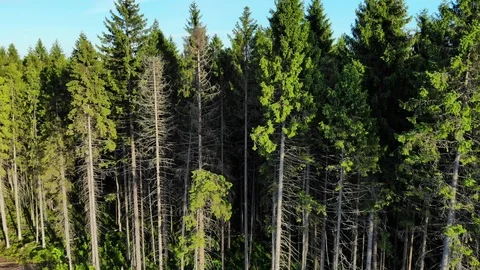 Aerial Fly along edge of pine wood Stock Footage 92617132
