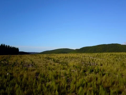 Aerial Fly Forward over field of newly planted pine trees Video stock 76010888
