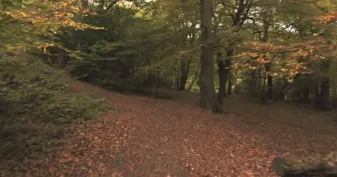 Aerial fly low under trees over a path in a forest in Autumn Stock Footage 69243882