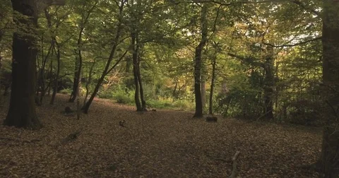 Aerial fly low under trees over a path in a forest in Autumn 動画素材 69805625