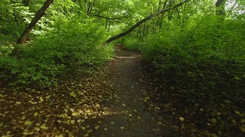 Aerial fly low under trees over a trees in a forest in summer. Aerial footage. Stock Footage 85695075