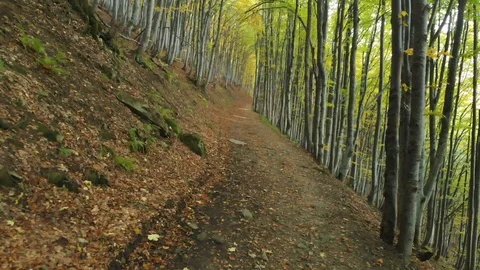 Aerial Fly Low Under Trees Over A Path In A Forest In Autumn Stock Footage 107127947