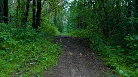 Aerial fly low under trees over path in a forest in Autumn 스톡 동영상 113931523