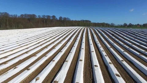 Aerial fly over a asparagus fields covered with white plastic foil Stock Footage 74200784