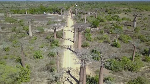 Aerial Fly Over Baobab Trees at Avenue of the Baobabs, Madagascar Stock Footage 142493560