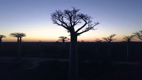 Aerial Fly Over Baobab Trees at Avenue of the Baobabs at Sunset, Madagascar Stock Footage 142499596
