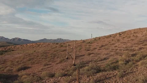 Aerial Fly Over Of Dead Cactus In The Arizona Desert Because Of Climate Change Stock Footage 344766913