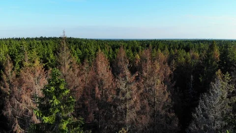 Aerial fly over dry pine forest Stock Footage 92445298