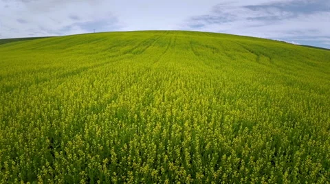 Aerial. Fly over the field Stock Footage 46443223
