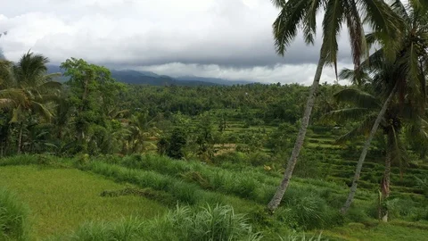 Aerial fly over of paddy fields and volcano in Indonesia, 4k Video stock 122561589