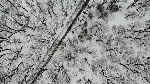 Aerial fly over path in Park with trees in winter, with people walking along it Stock Footage 123691942