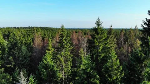 Aerial fly over pine forest trees Stock Footage