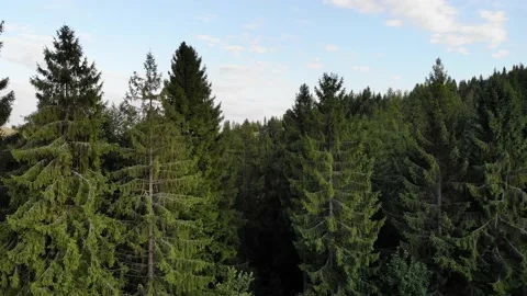 Aerial fly over pine tree forest in summer mountains Stock Footage 150061859