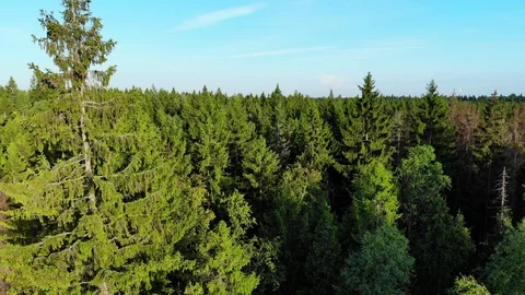 Aerial fly over pine trees forest, sunlight on geen branches Stock Footage 92332772