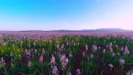 Aerial Fly Over Of Purple Camas Flowers Stock Footage