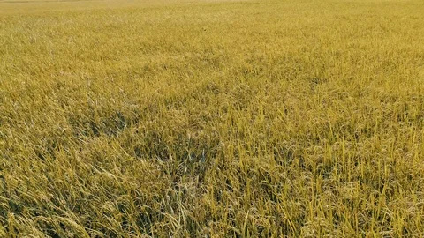 Aerial fly over of rice fields Stock Footage 93502560