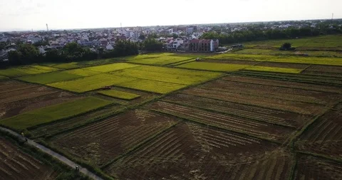 Aerial fly over of rice fields in Hoi An Vietnam at sunset Stock Footage 97430047
