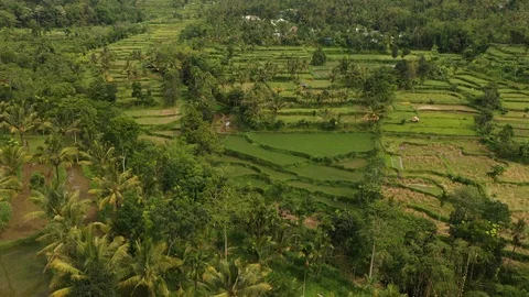 Aerial fly over of rice paddy fields in Indonesia, 4k Stock Footage 122560853