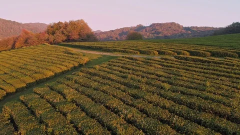 Aerial fly over road on the tea plantation Stock Footage 101834867