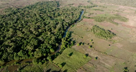 Aerial fly over. Shocking deforestation of a tropical forest for subsistence Stock Footage 290374595