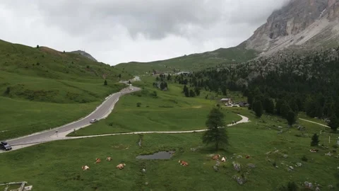 Aerial Fly Over Sleeping Cows and Green Valley Landscape, Dolomites Stock Footage 144424514