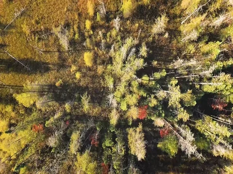Aerial fly over sparse forest late summer Stock Footage 80895491
