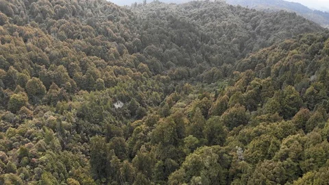 Aerial: fly over untouched native rainforest, New Zealand Video stock 122525907