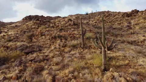 Aerial Fly-Over Of Very Arid AZ Desert Landscape With Dead Saguaro Cactus Stock Footage 345264091