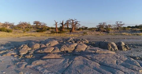 Aerial fly over view of baobabs on Kubu island, Makgadikgadi Pans ,Botswana Stock Footage 78206321