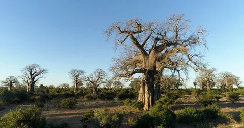 Aerial fly over view of beautiful big Baobab trees and blue skies in Gonarezhou Stock Footage 112872862