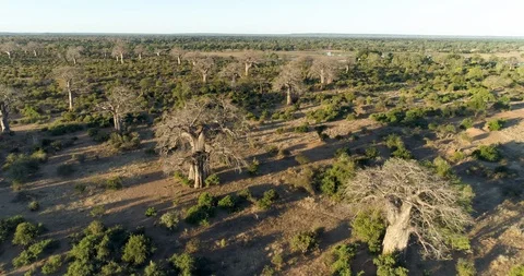 Aerial fly over view of beautiful big Baobab trees in Gonarezhou National Park, Stock Footage 112873043