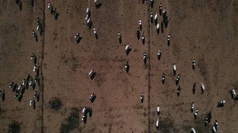Aerial fly over view of cattle feedlot. Stock Footage 164112594