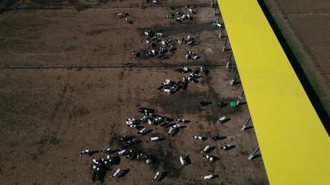 Aerial fly over view of cattle feedlot. Stock Footage 164112658