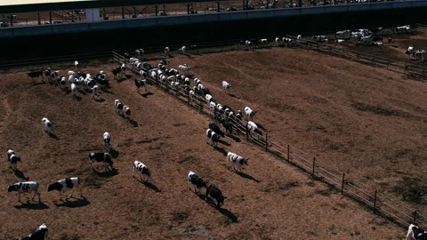 Aerial fly over view of cattle feedlot. Vídeo Stock 164112771