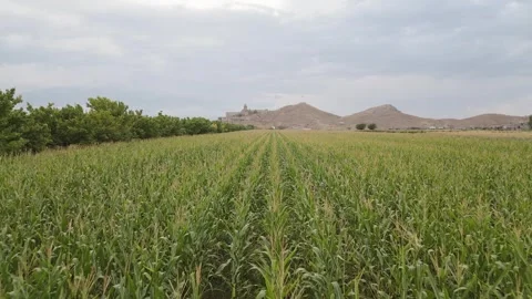 Aerial fly over view corn field panorama in Armenia with famous landmark of.. 스톡 동영상 289903116
